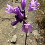 Dipterostemon capitatus Flower