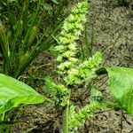 Amaranthus retroflexus Foglia