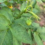 Solanum tuberosum 果実