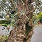 Olea europaea Bark