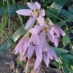 Colchicum cupanii Квітка