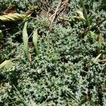Herniaria incana Hoja