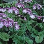 Primula sieboldii Habitatea