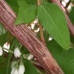 Deutzia scabra Bark