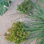 Crassula alata Otro