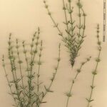 Sideritis bourgeana Sonstige