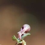 Corybas aconitiflorus Kvet
