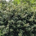 Ilex meserveae Natur