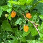Rubus spectabilis Otro
