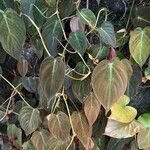 Philodendron camposportoanum Blatt