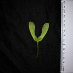 Acer acuminatum অন্যান্য