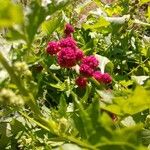 Chenopodium capitatumFrukt