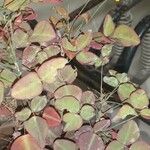 Oxalis hedysaroides Цветок