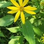 Helianthus divaricatus Çiçek