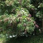 Sambucus nigra Συνήθη χαρακτηριστικά