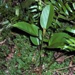 Ficus mauritiana 樹皮