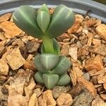 Gibbaeum petrense Hostoa