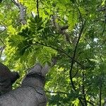 Castanospermum australe Лист