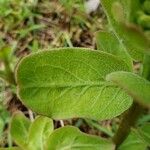 Asclepias viridis Leaf