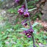 Epipactis atrorubensKukka