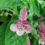 Kohleria amabilis फूल