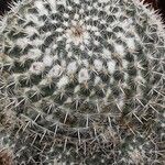 Mammillaria hahniana Feuille