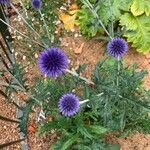 Echinops ritroΛουλούδι