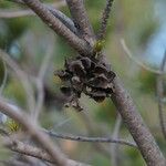 Pinus cembroides Gyümölcs