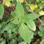 Galeopsis tetrahit Leaf