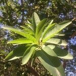 Ficus salicifolia 葉