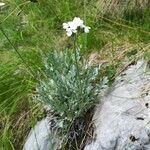 Achillea clavennae Habitus