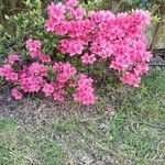 Rhododendron simsiiFlower