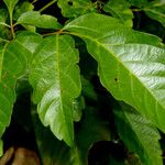 Serjania triquetra Leaf