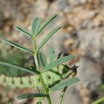 Hippocrepis ciliata Foglia