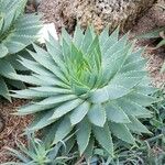 Aloe polyphylla Blad