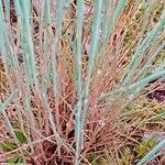 Corynephorus canescens 葉