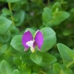 Polygala myrtifoliaЦветок