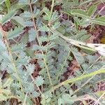 Sanguisorba minor Leaf