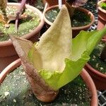 Amorphophallus prainii ᱵᱟᱦᱟ