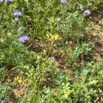 Camelina sativa Flower