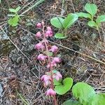 Pyrola asarifolia Blomma