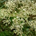 Astrotricha floccosa Flower