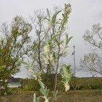 Elaeagnus multiflora Blomma