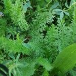 Achillea nobilisList