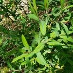 Hypericum frondosum Leaf