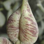 Astragalus lentiginosus Owoc