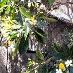 Hymenosporum flavum Flower