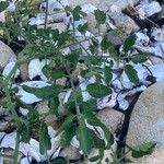 Solanum lycopersicum Leaf