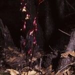 Hexalectris warnockii Hábito