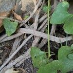 Aristolochia gigantea Kora